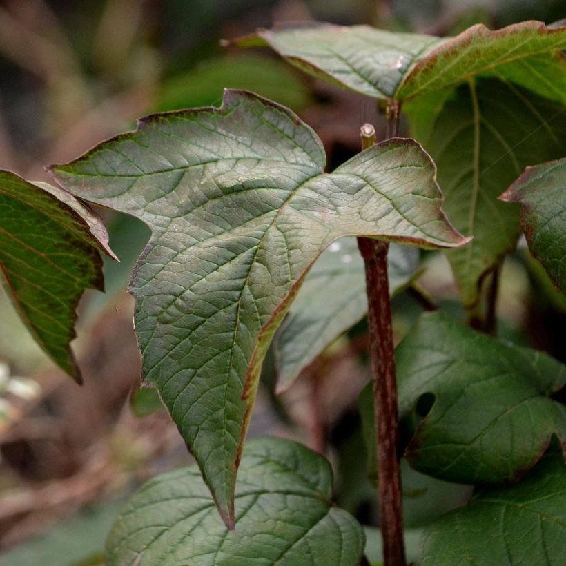 Viburnum sargentii Onondaga - Viburno (Follaje)