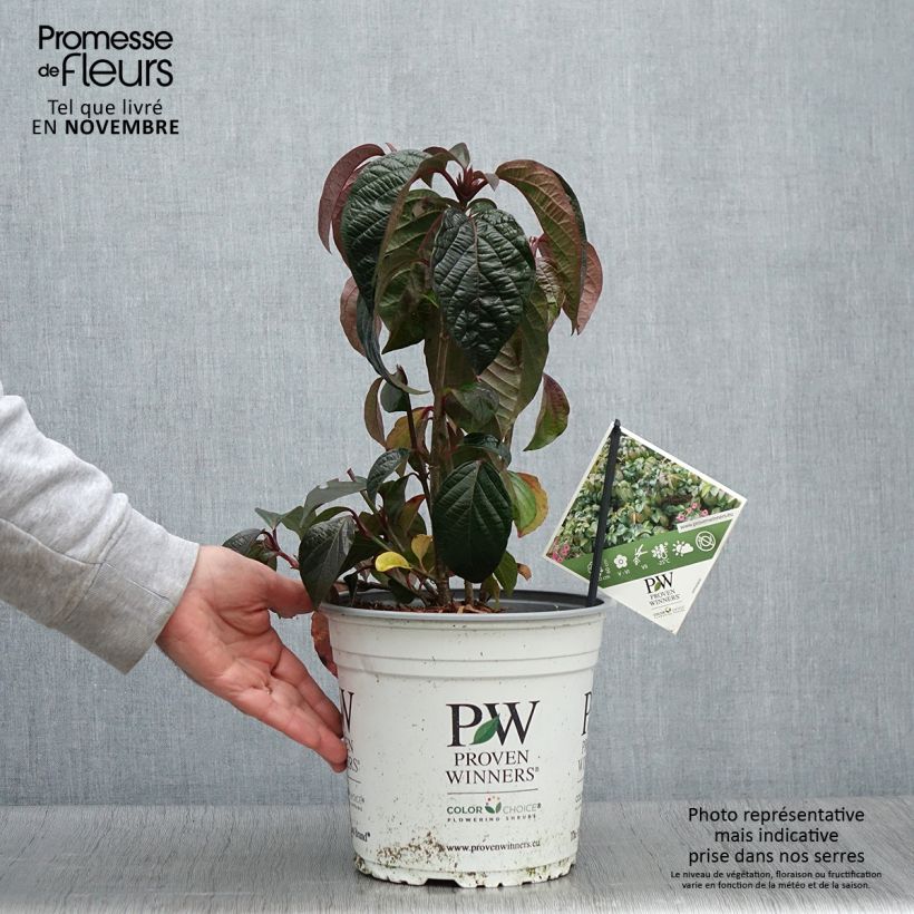 Ejemplar de Viburnum Shiny Dancer - Viburno Maceta 3L/4L entregado en otoño