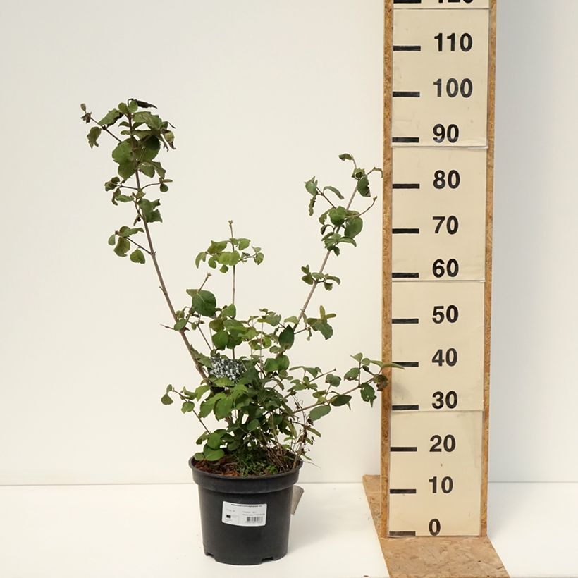 Ejemplar de Viburnum carlcephalum - Viburno Maceta 7,5L/10L entregado en verano