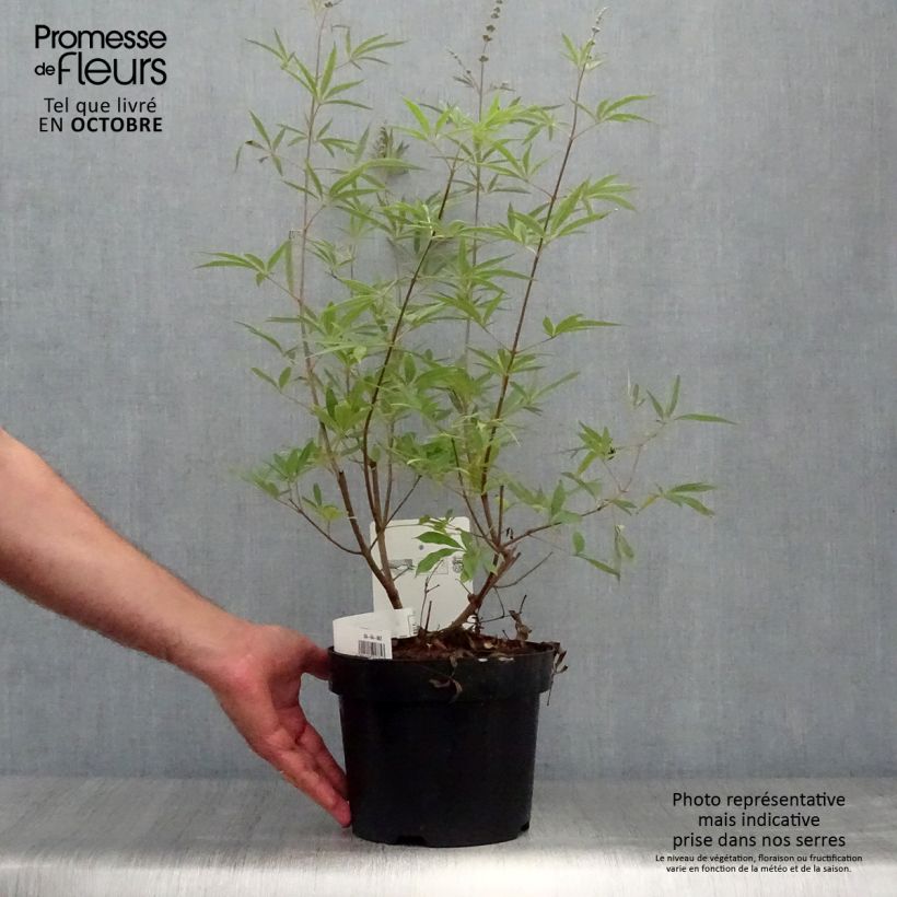 Ejemplar de Vitex agnus-castus Albus - Sauzgatillo Maceta 3L/4L entregado en otoño