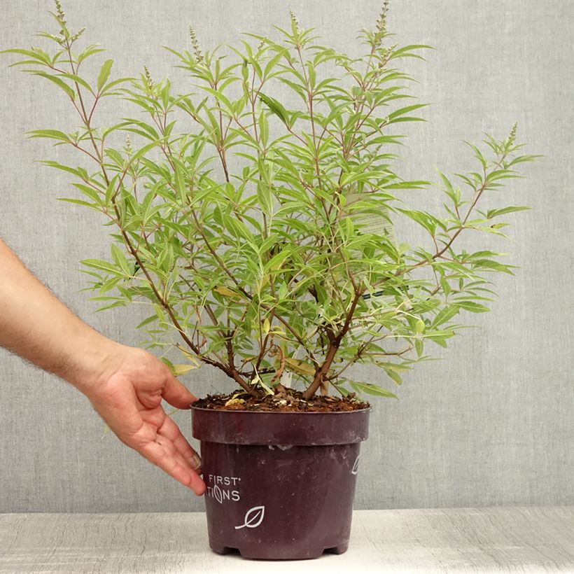 Ejemplar de Vitex agnus-castus Blue Puffball - Sauzgatillo Maceta 3L/4LAltura de entrega aprox. 20/30cm entregado en verano