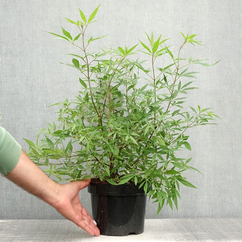 Ejemplar de Vitex agnus-castus Delta Blues - Sauzgatillo Maceta 3L/4LAltura de entrega aprox. 20/30cm entregado en verano