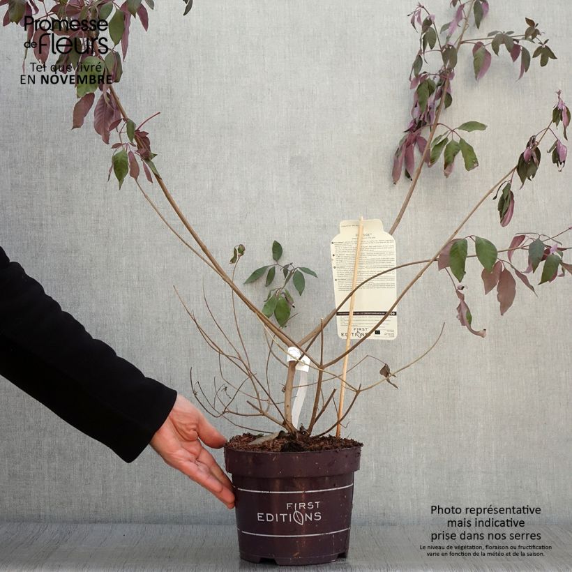 Ejemplar de Vitex agnus-castus Flip Side - Sauzgatillo Maceta 3L/4L entregado en otoño