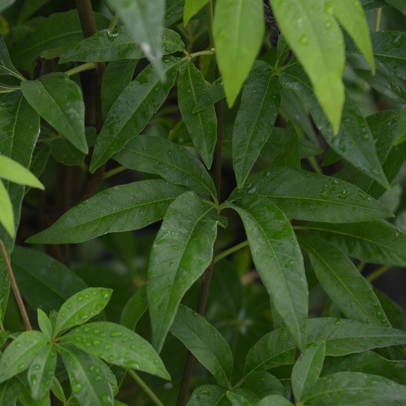 Vitex agnus-castus Latifolia - Sauzgatillo (Follaje)