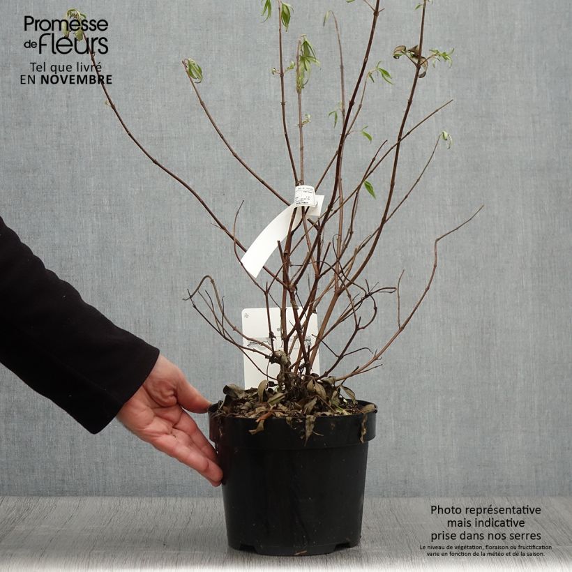 Ejemplar de Vitex agnus-castus Pink Pinnacle - Sauzgatillo Maceta 3L/4L entregado en otoño