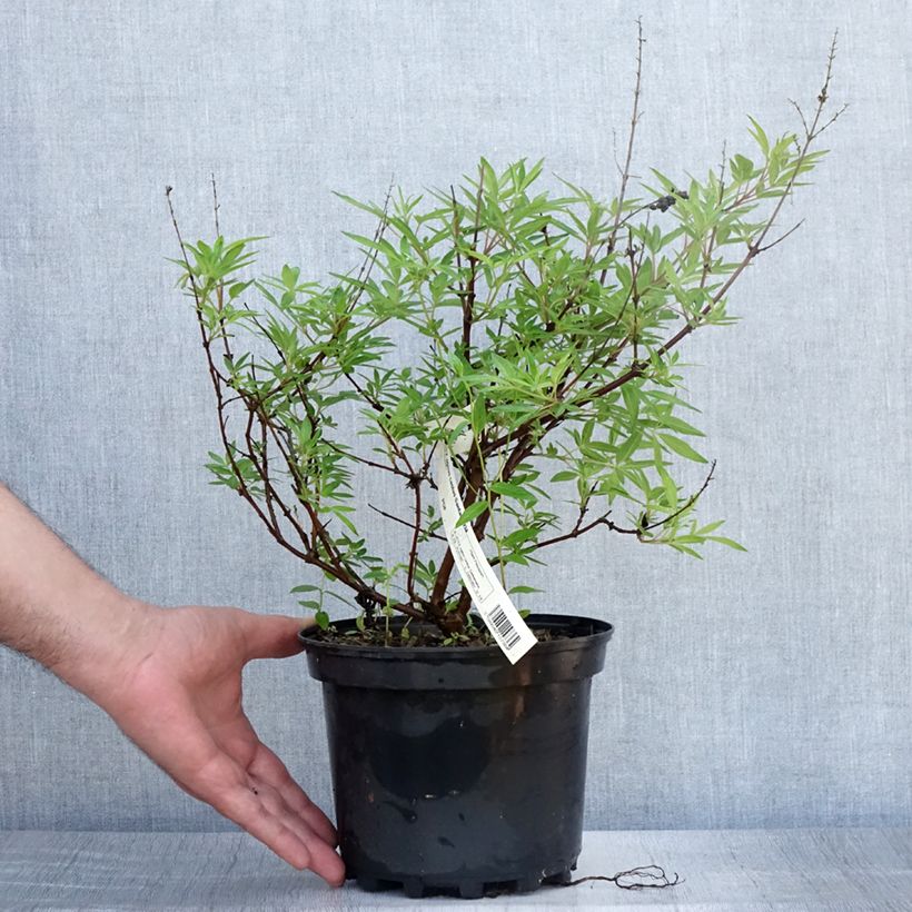 Ejemplar de Vitex agnus-castus Santamaria - Sauzgatillo Maceta 3L/4L entregado en verano