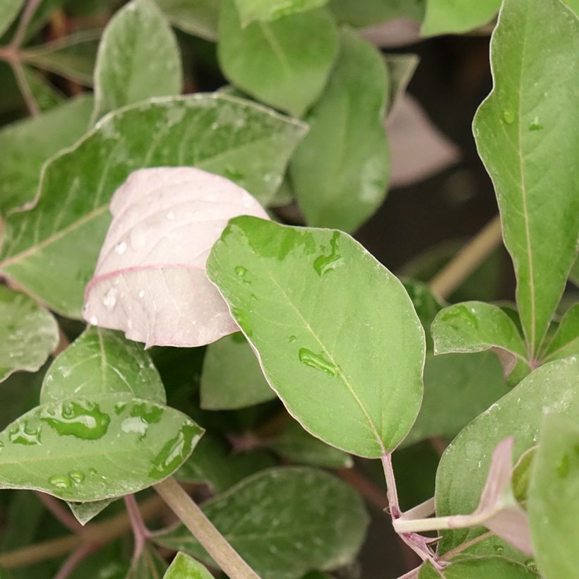 Vitex trifolia Purpurea (Follaje)