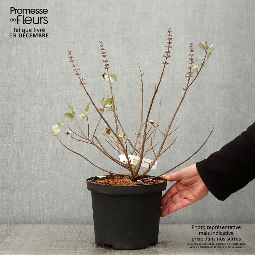 Ejemplar de Vitex agnus-castus Chicagoland Blues - Sauzgatillo Maceta 3L/4L entregado en otoño