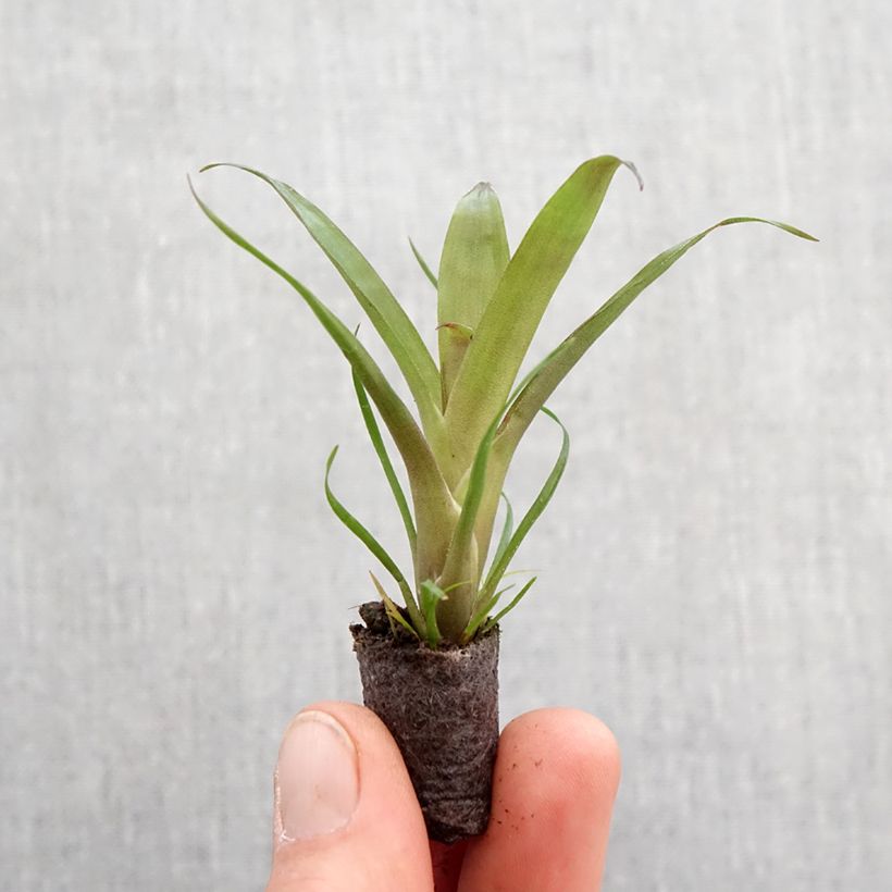 Vriesea Christiane - Motte 5 cm x 7 cm Ejemplar entregado en la primavera