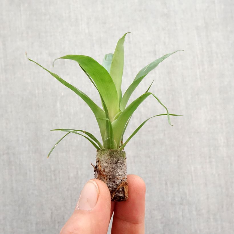 Vriesea Delphinus - Motte 5 cm x 7 cm Ejemplar entregado en la primavera