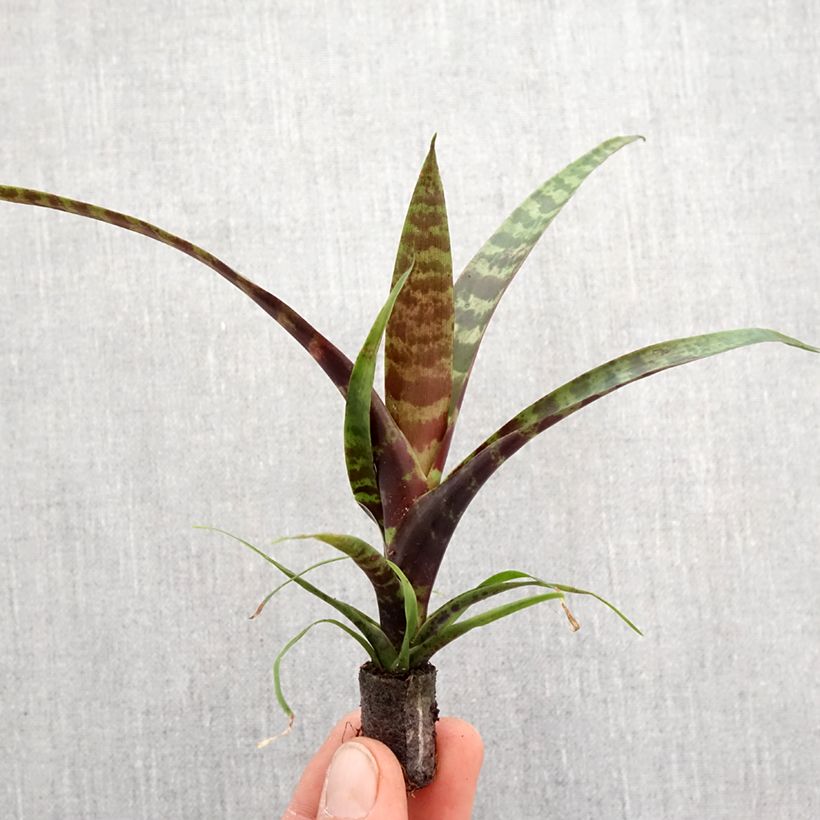 Vriesea Favoriet - Motte 5 cm x 7 cm Ejemplar entregado en la primavera