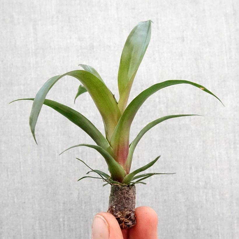 Vriesea Ida - Motte 5 cm x 7 cm Ejemplar entregado en la primavera