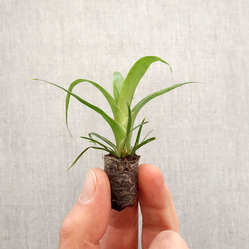 Vriesea Kallisto - Motte 5 cm x 7 cm Ejemplar entregado en la primavera