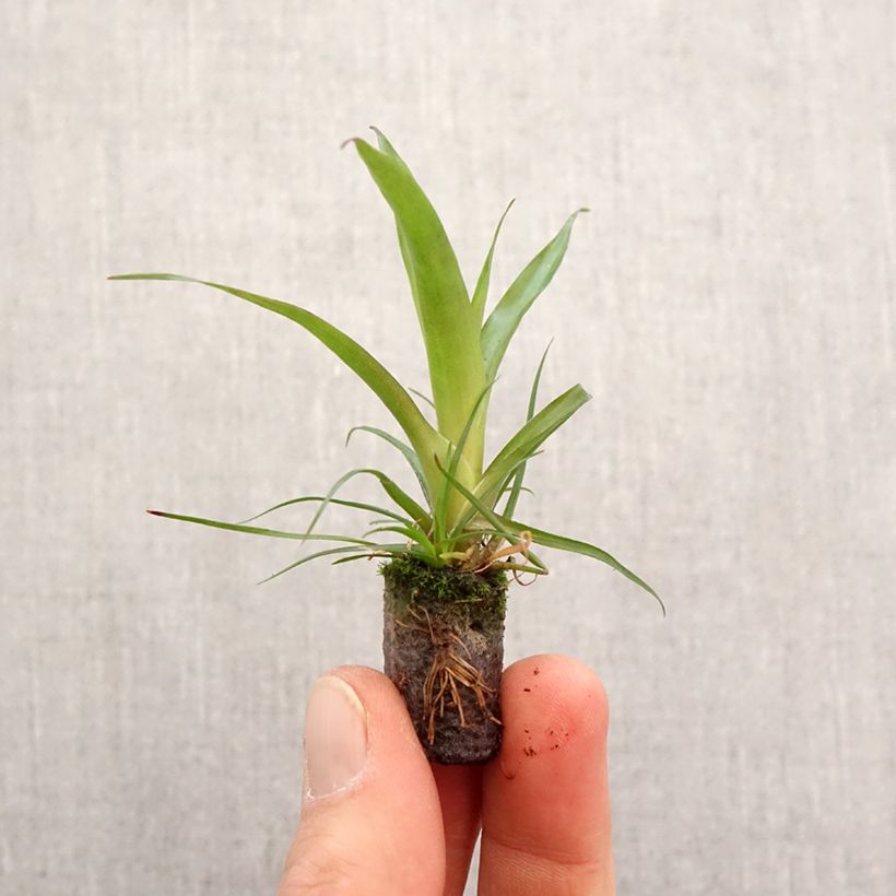 Vriesea Madonna - Mini-motte Ø 3/4 cm Ejemplar entregado en la primavera