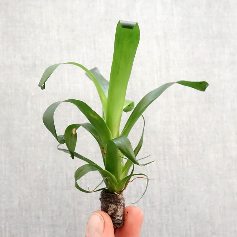 Vriesea Vogue - Motte 5 cm x 7 cm Ejemplar entregado en la primavera