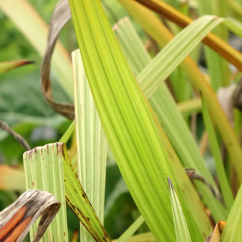 Wachendorfia thyrsiflora (Follaje)