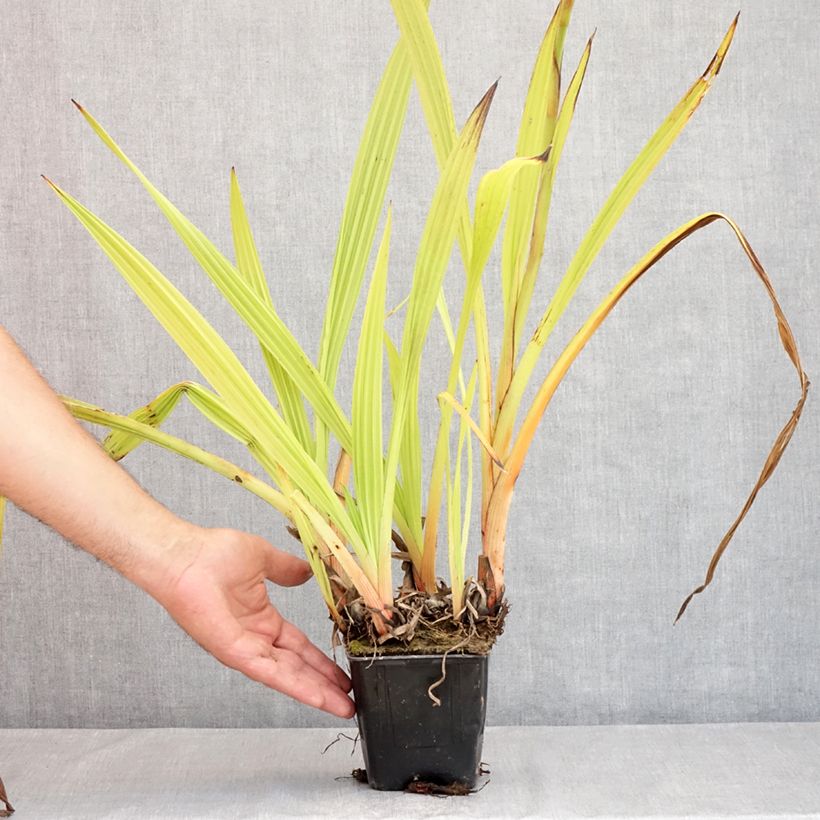 Ejemplar de Wachendorfia thyrsiflora Maceta de 10 cm/11 cm entregado en verano