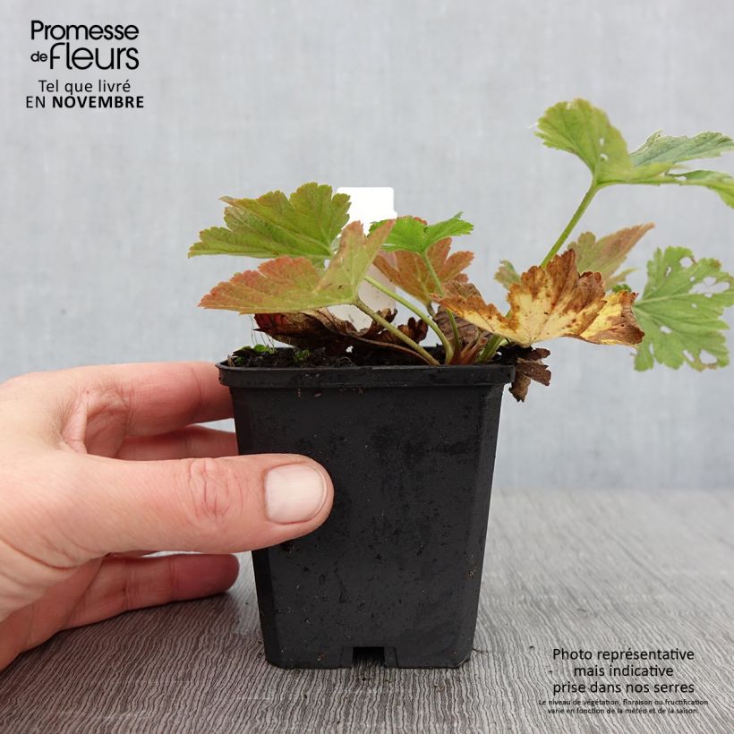 Ejemplar de Waldsteinia geoides Maceta de 8/9 cm entregado en otoño