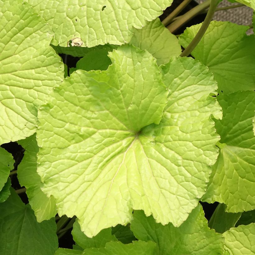 Wasabi - Eutrema japonica (Follaje)