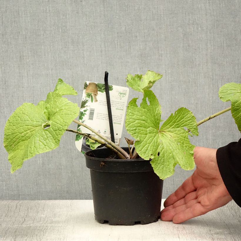 Ejemplar de Wasabi - Eutrema japonica Maceta 1,5L/2L entregado en verano