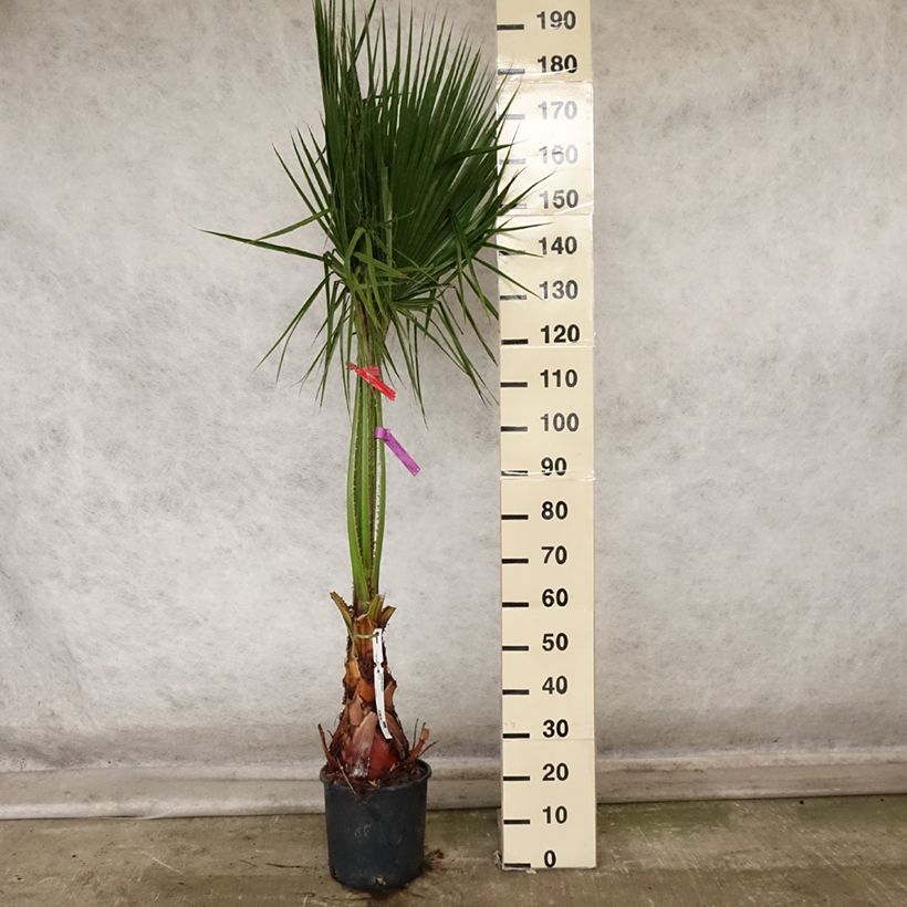 Ejemplar de Washingtonia robusta - Palmera de abanico Maceta 7,5L/10L entregado en otoño