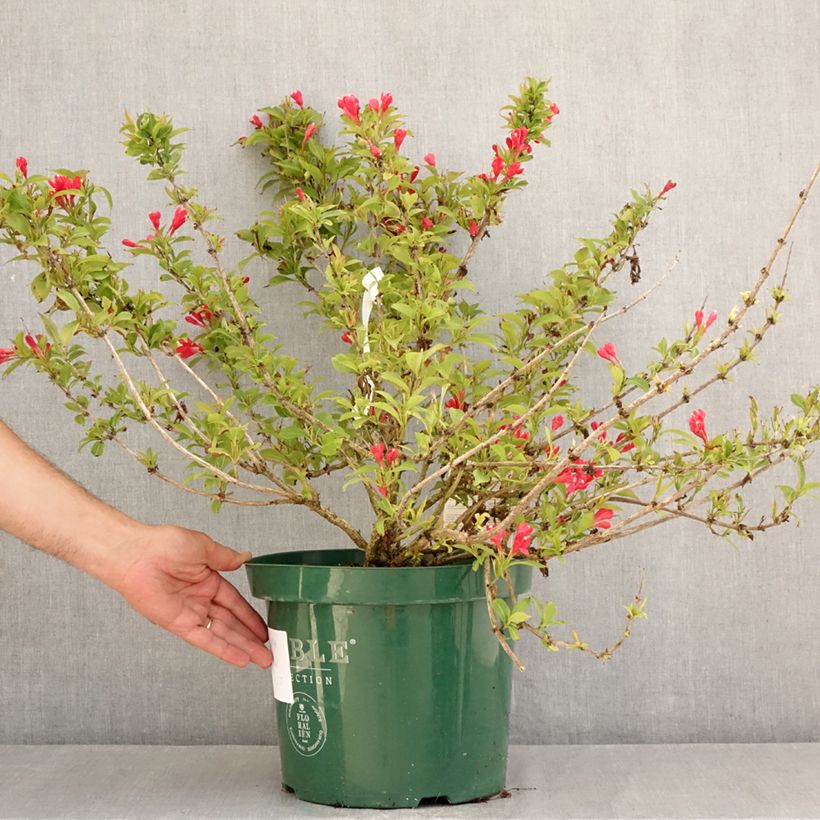Ejemplar de Weigela All Summer Red - Veigela Maceta 7,5L/10L entregado en verano