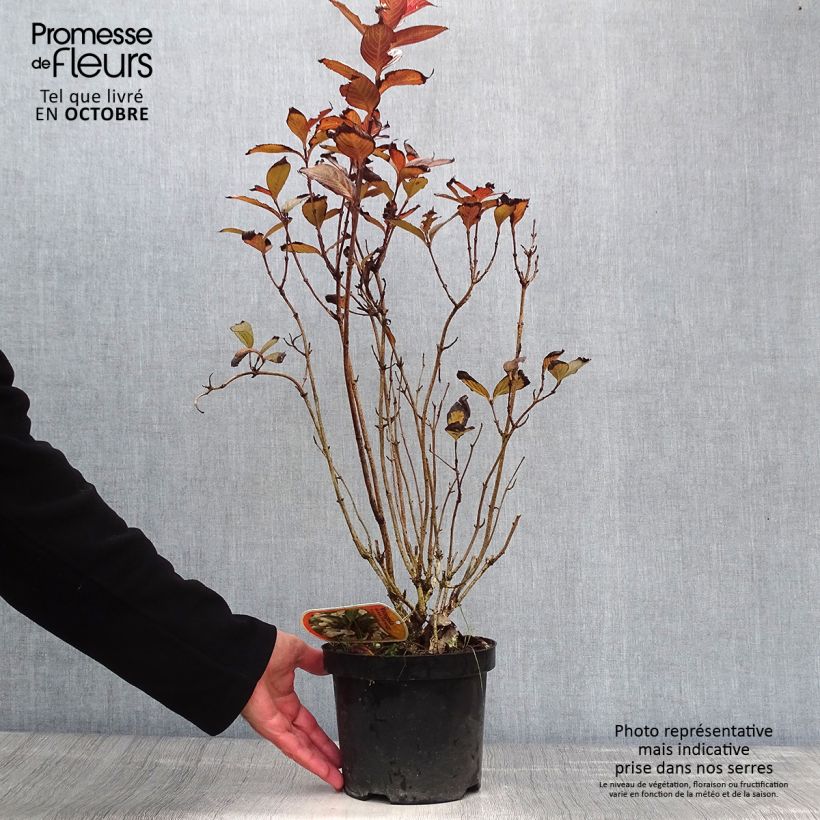 Ejemplar de Weigela Black and White - Veigela Maceta 3L/4L entregado en otoño