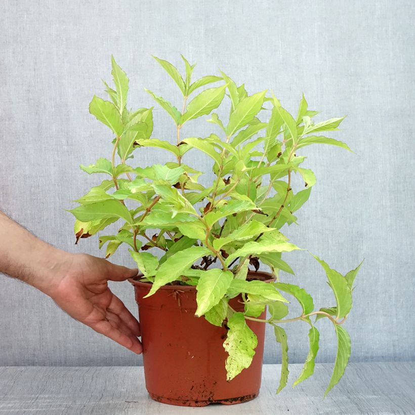 Ejemplar de Weigela Briant Rubidor Olympiade - Veigela Maceta 4L/5LAltura de entrega aprox. 40/60cm entregado en verano