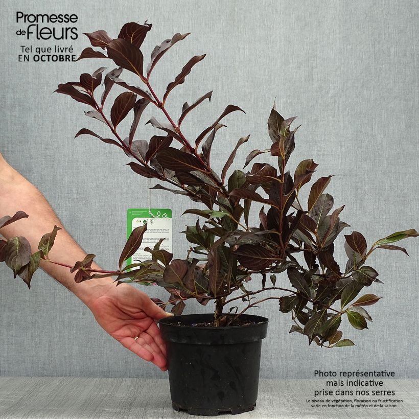 Ejemplar de Weigela Alexandra - Veigela Maceta 2L/3L entregado en otoño