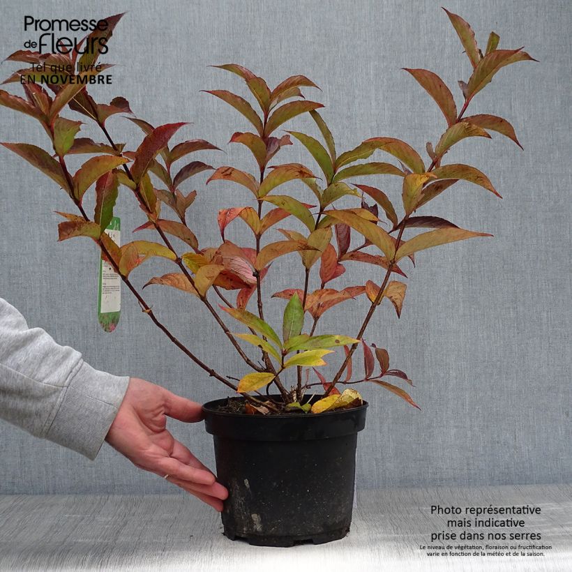 Ejemplar de Weigela Bristol Ruby - Veigela Maceta 2L/3L entregado en otoño