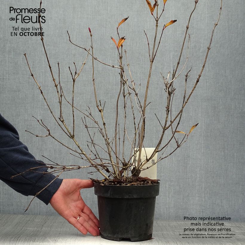 Ejemplar de Weigela florida Korea Maceta 2L/3L entregado en otoño