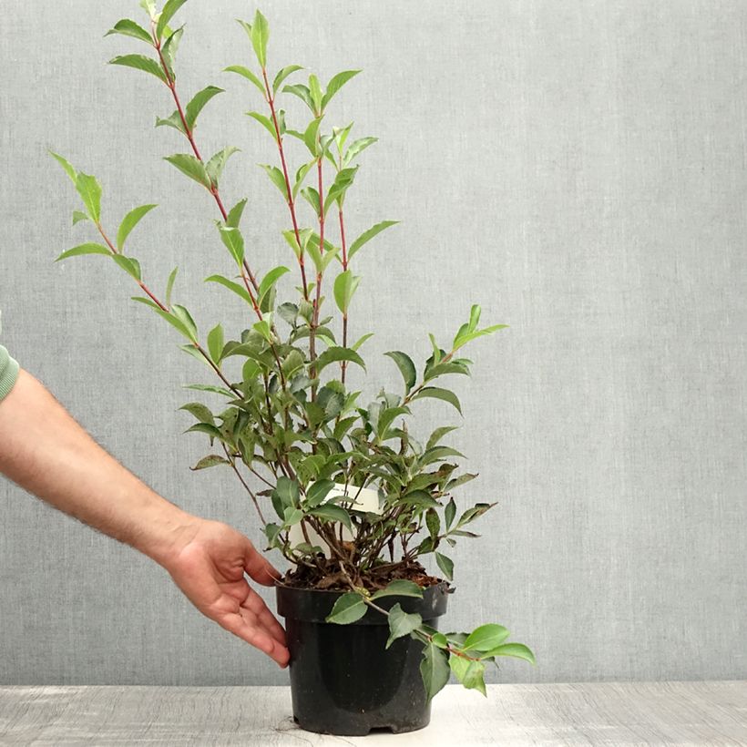 Ejemplar de Weigela florida Korea Pot de 2L/3L entregado en verano