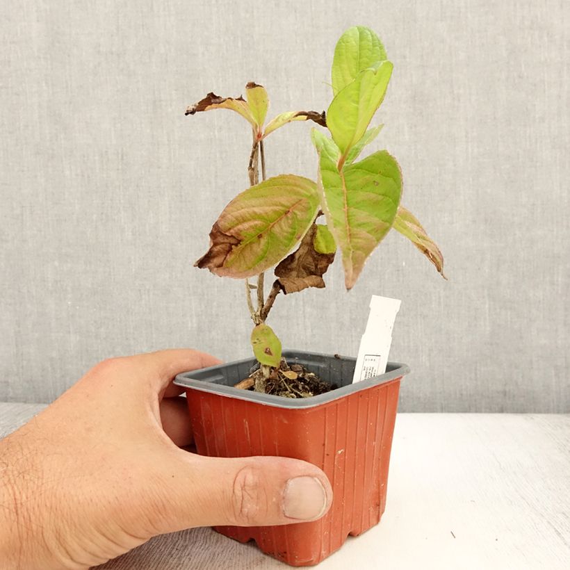 Ejemplar de Weigela Lime Monster - Veigela Maceta de 8/9 cm entregado en verano