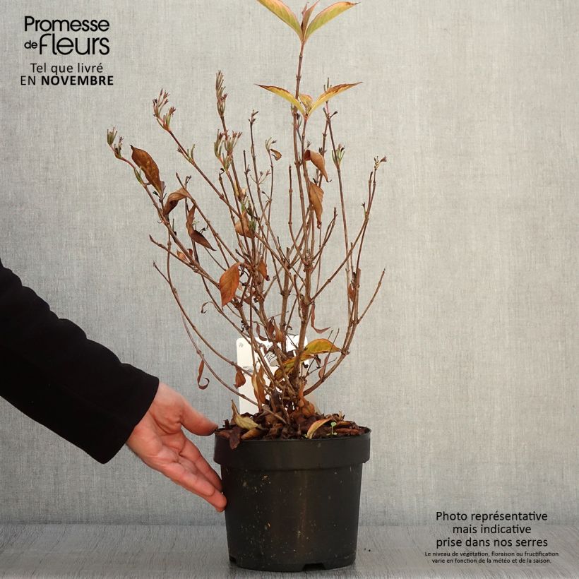 Ejemplar de Weigela florida Brigela Maceta 2L/3L entregado en otoño