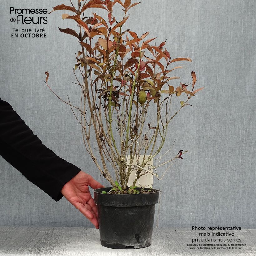 Ejemplar de Weigela florida Naomi Campbell Maceta 2L/3L entregado en otoño