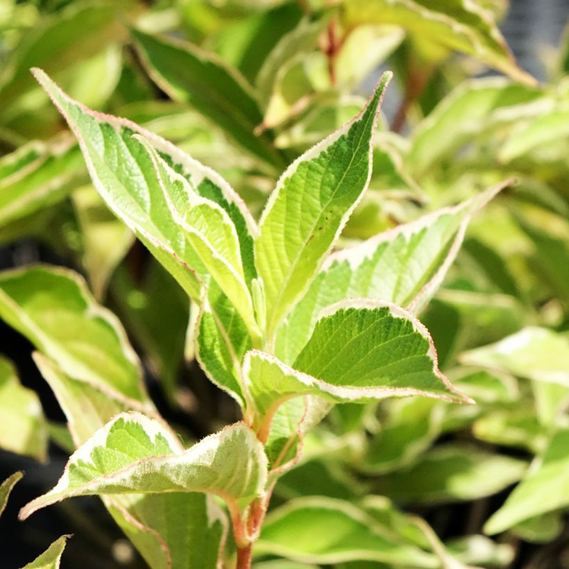 Weigela florida Suzanne (Follaje)