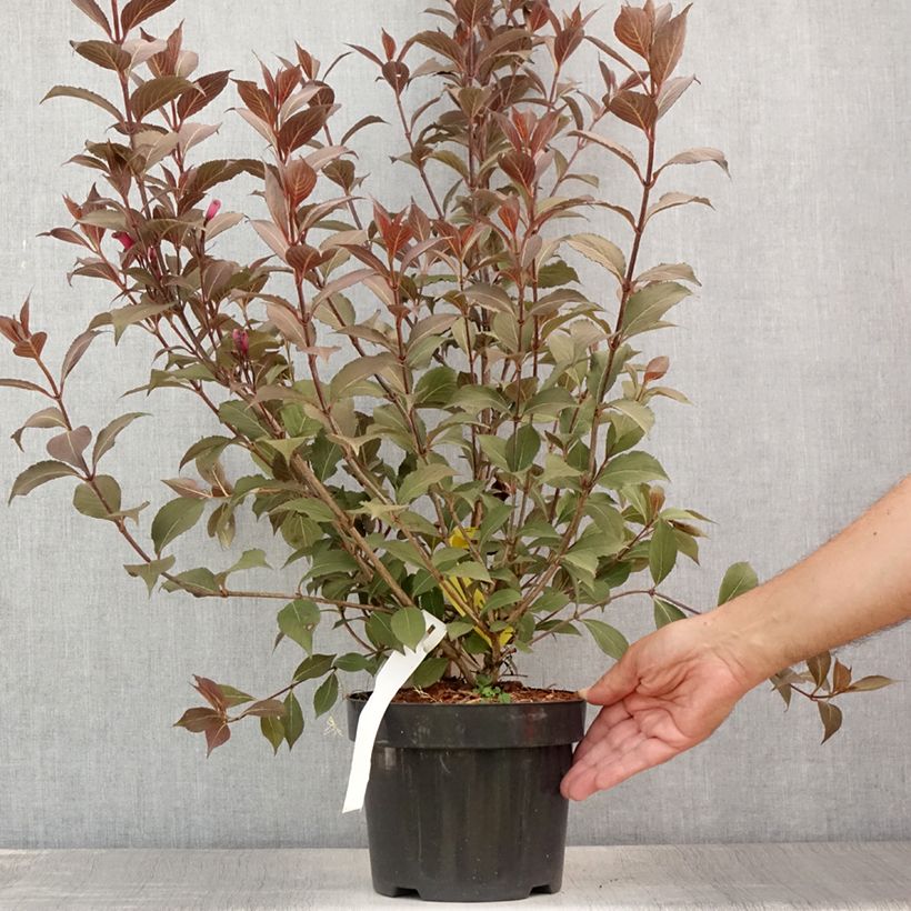 Ejemplar de Weigela florida Victoria Pot de 2L/3L entregado en verano