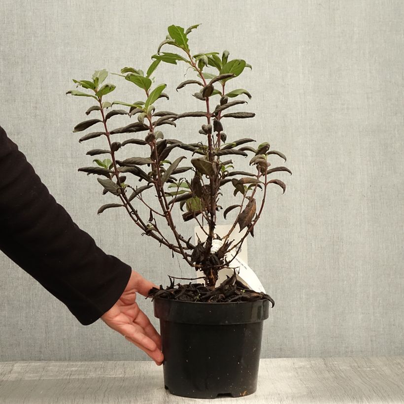Ejemplar de Weigela Vintage Love - Veigela Maceta 2L/3L entregado en otoño