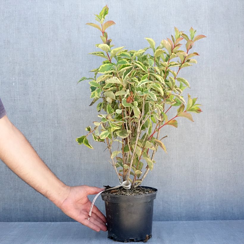 Ejemplar de Weigela Kosteriana Variegata - Veigela Maceta 2L/3L entregado en verano