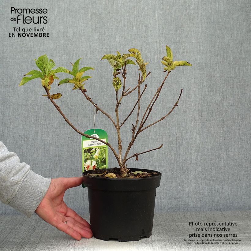 Ejemplar de Weigela middendorffiana Maceta 3L/4L entregado en otoño