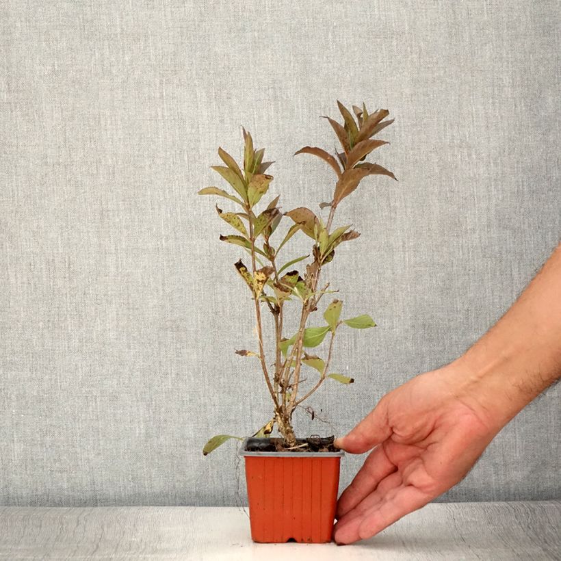 Ejemplar de Weigela Minuet - Veigela Maceta de 8/9 cm entregado en verano
