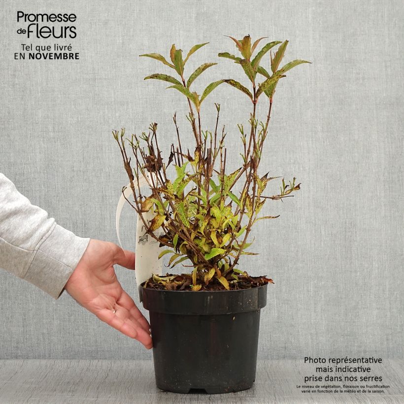 Ejemplar de Weigela Nain rouge - Veigela Maceta 3L/4L entregado en otoño