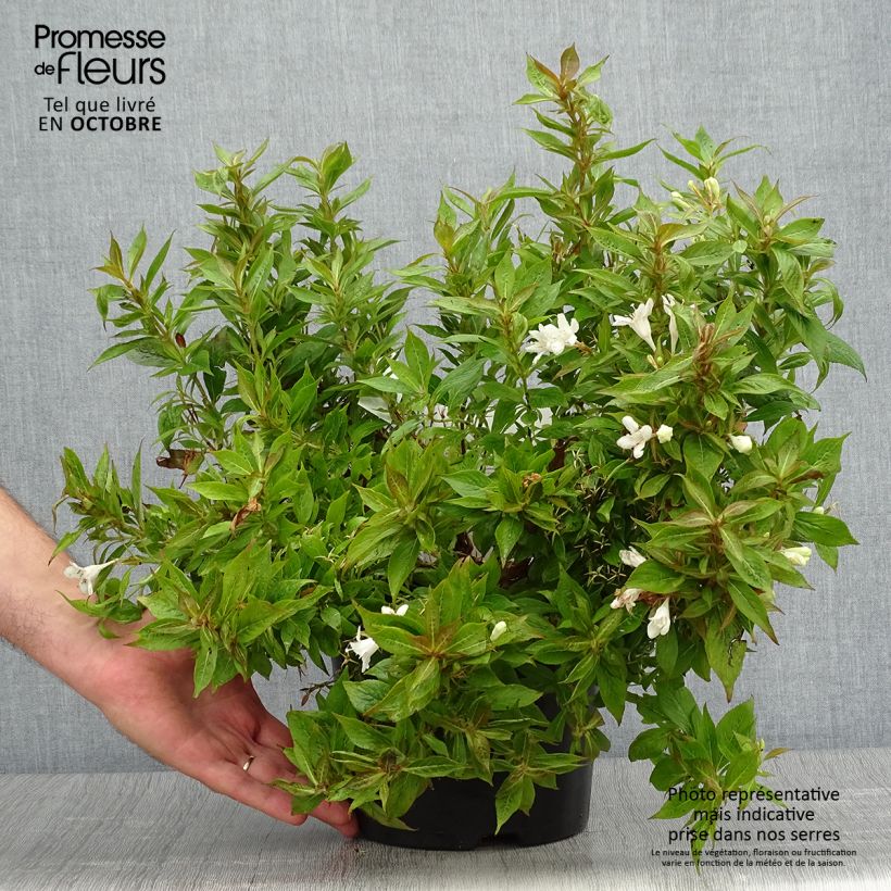 Ejemplar de Weigela Picobella Bianco - Veigela Maceta 3L/4L entregado en otoño