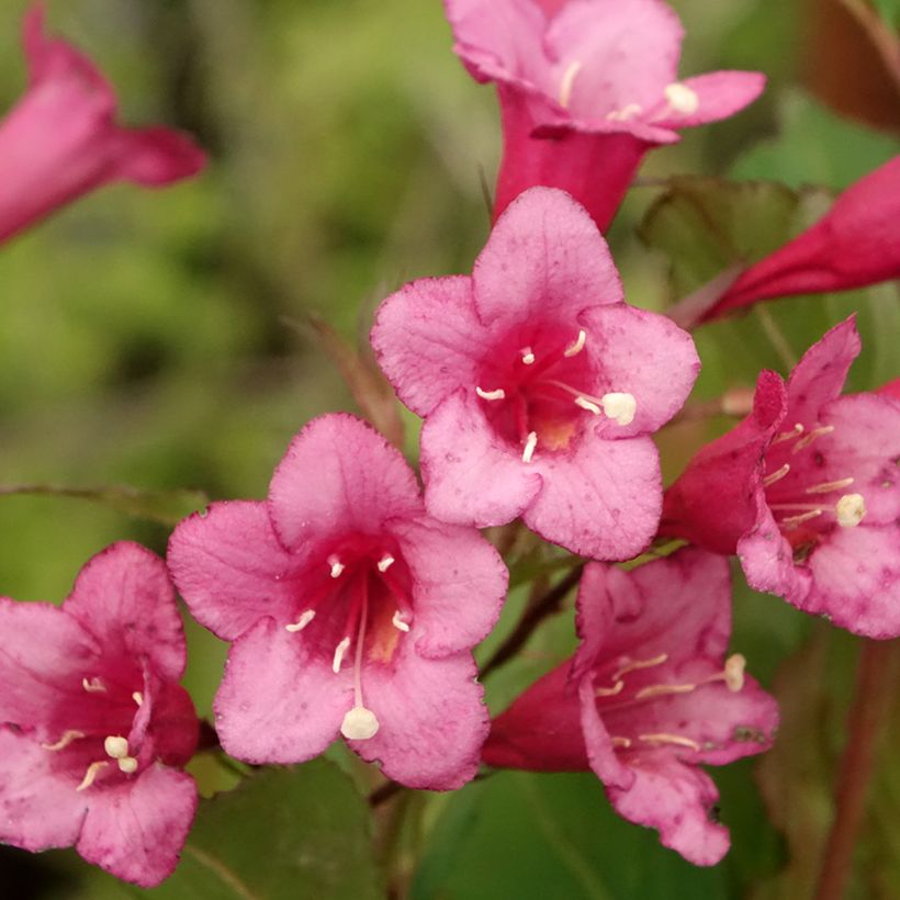 Weigela Rumba - Veigela (Floración)