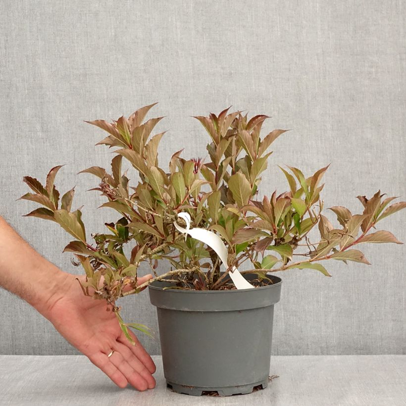 Ejemplar de Weigela Rumba - Veigela Maceta 3L/4L entregado en verano
