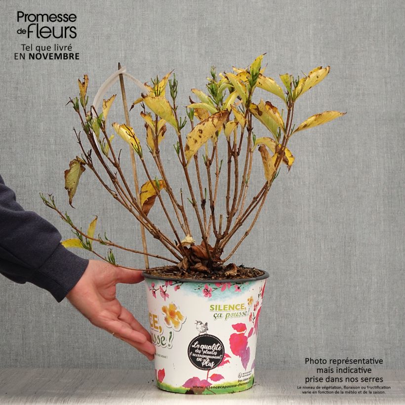 Ejemplar de Weigela Snowflake - Veigela Maceta 3L/4L entregado en otoño