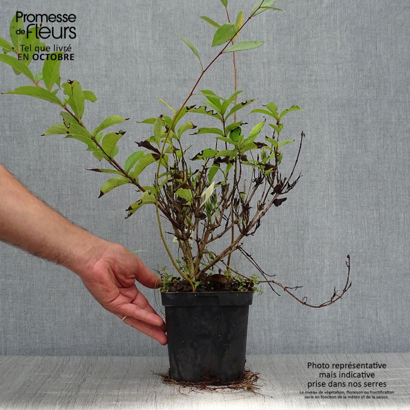 Ejemplar de Weigela Stelzneri - Veigela Maceta 2L/3L entregado en otoño