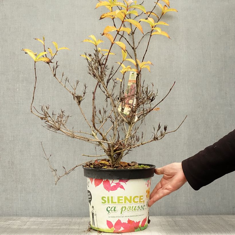 Ejemplar de Weigela Stelzneri - Veigela Maceta 7,5L/10L entregado en otoño