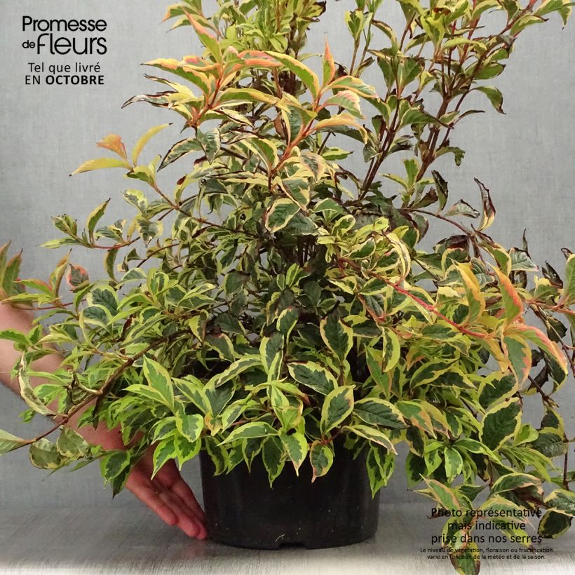 Ejemplar de Weigela florida White Lightning Maceta 7,5L/10L entregado en otoño