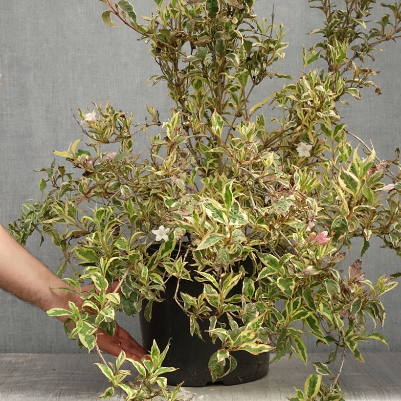 Ejemplar de Weigela florida White Lightning Maceta 7,5L/10LAltura de entrega aprox. 60/80cm entregado en verano